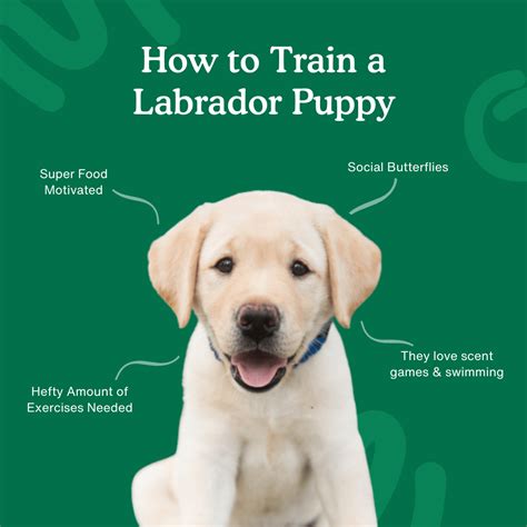 How To Train A Labrador Puppy - Vet Advises