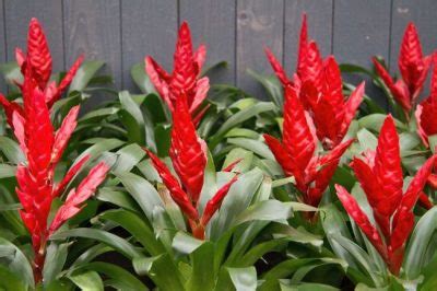 15 Beautiful Houseplants With Red Flowers - Smart Garden Guide