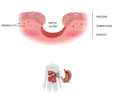 Histology Art Pics Stock Photos, Pictures & Royalty-Free Images - iStock