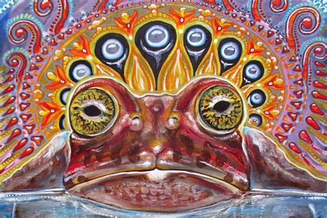 5-MeO-DMT: Light and Shadow in the Psychedelic Toad - Psychedelic Times