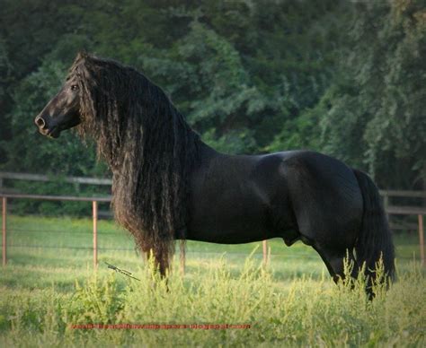 Beautiful Wallpapers: friesian horse pictures | Most beautiful horses ...