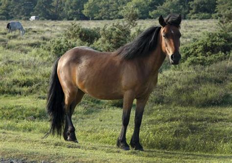 Horse breeds fact file: New Forest ponies - Horse & Hound
