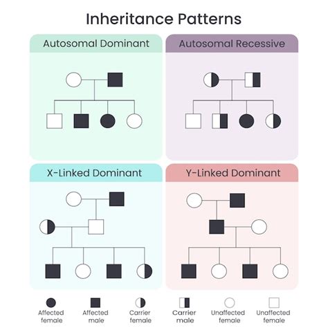 Premium Vector | Genetic inheritance patterns scientific vector ...