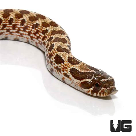 Baby Western Hognose Snakes (Heterodon nasicus) For Sale - Underground Reptiles