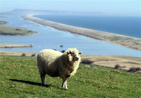 Above Chesil beach | Dorset, Beach, Animals