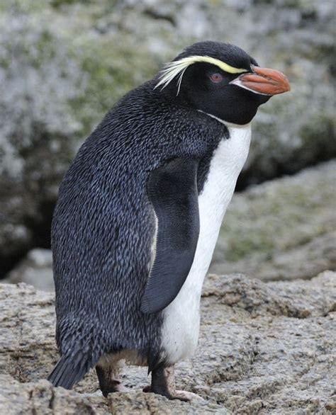 Snares Penguin Eudyptes robustus - Google Search Penguin Species, Bird ...