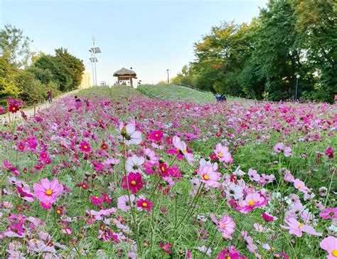 Olympic Park Seoul: Guide to Flower Fields & Getting There | KoreaToDo