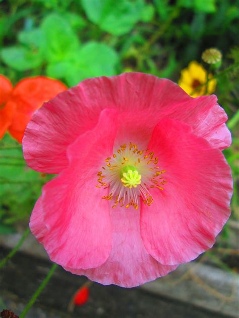 Pink Poppy Flower Seeds - flowersae