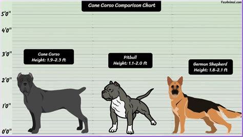 Cane Corso Size: How Big Are They Compared To Others?