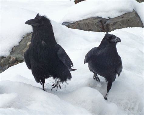 Mesmerizing Corvid in Pictures: Watch Video for Stunning Facts About ...