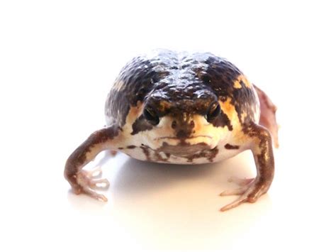 Rain Frog for Sale | Reptiles for Sale