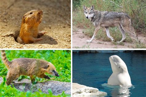 Top 11 north american animals in 2023 - Kiến Thức Cho Người lao Động Việt Nam