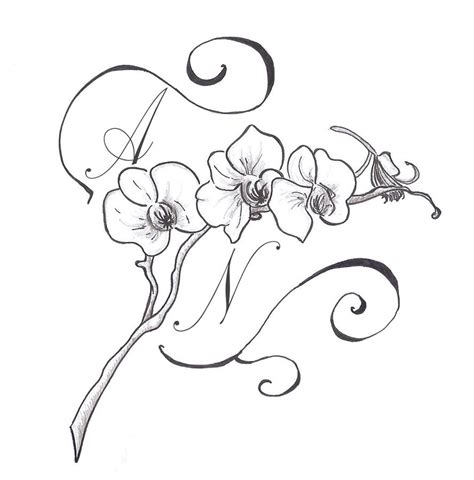 gousicteco: Orchid Drawing Outline Images