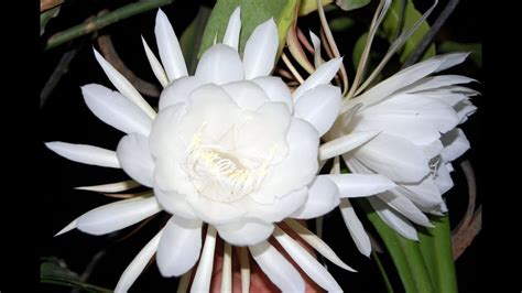 Brahma Kamal | Himalayan Flowers | exotic flowers | queen of the night plant | most expensive ...