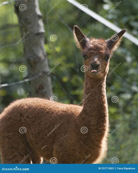 Brown Baby Llamas Stock Photography - Image: 29771802