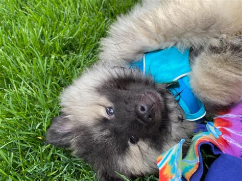 Keeshond Puppies For Sale