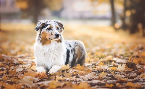 dog fall leaves maple leaves Wallpapers HD / Desktop and Mobile Backgrounds