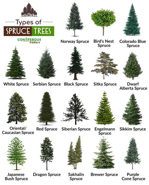 Spruce Tree Facts, Types, Identification, Diseases, Pictures ...