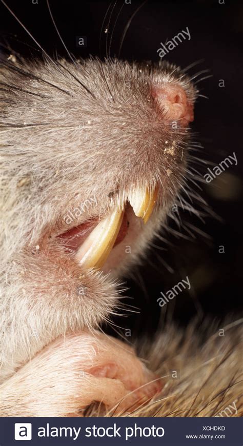 Rat Teeth High Resolution Stock Photography and Images - Alamy