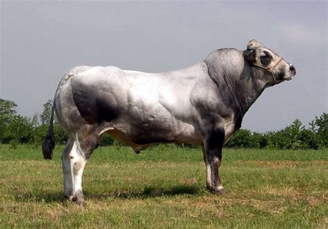 30 Best Cow Breeds for Meat and Milk You'll Want to Know About