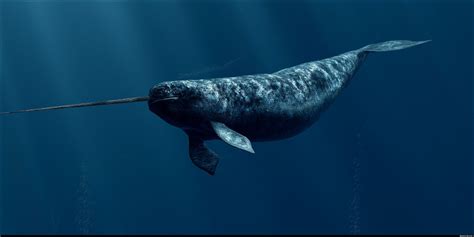 lwo narwhal whale