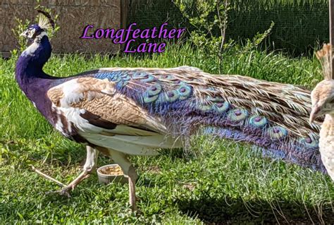 Purple Pied - THE PEAFOWL DATABASE