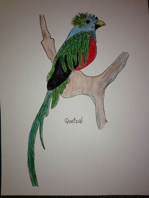 Quetzal | Bird drawings, Drawings, Drawing & painting