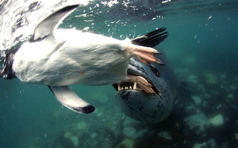 Leopard seal makes a meal of a young penguin