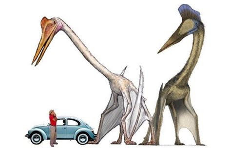 Meet Quetzalcoatlus - World's Largest Flying Animal Had A Wingspan Of Up To 52 Feet (15.9 m ...