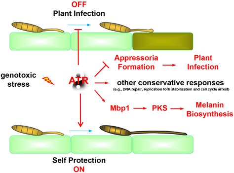 Setosphaeria turcica ATR turns off appressorium‐mediated maize infection and triggers melanin ...