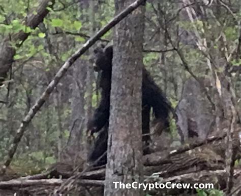 New Photos of Maryland Goatman? (Update 2) | The Crypto Crew