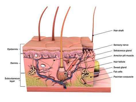 Anatomy Of Human Skin Cross Section View Labeled On White Stock Photo - Download Image Now - iStock