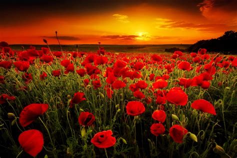 Poppy Fields At Sunset Wallpapers - Wallpaper Cave