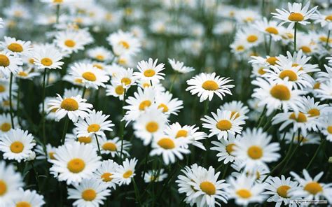 Daisy Aesthetic Wallpapers - Top Free Daisy Aesthetic Backgrounds - WallpaperAccess