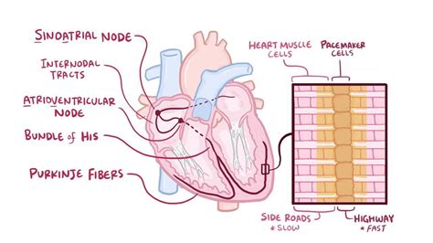 Where are the pacemaker cells located in the heart?