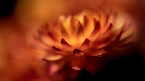 Macro Lighting | Photzy