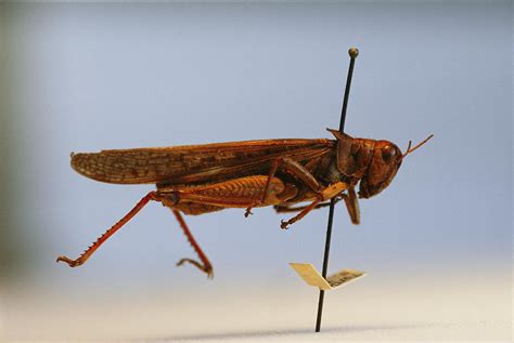 An Extinct Rocky Mountain Locust Photograph by Joel Sartore