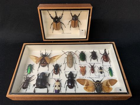 Sold Price: Collection Of Beetles Mounted Taxidermy Framed - November 6 ...