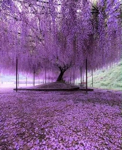 Civil Engineering Discoveries on LinkedIn: A 200-year-old Wisteria tree in Japan. 🇯🇵🌸💜 ️😍😃To ...