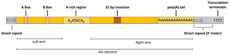 IJMS | Free Full-Text | Alu RNA Modulates the Expression of Cell Cycle Genes in Human Fibroblasts