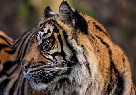 Endangered Species 'Sumatran Tiger' Twin Cubs Born in Chester Zoo ...