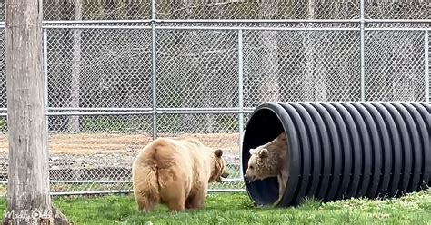 Syrian brown bears win hearts with their playful strength and bonding ...