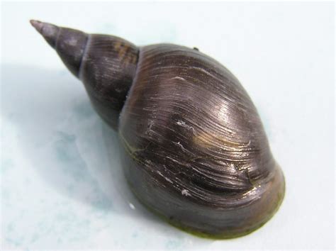 Stag snails - Merebrook Pond Plants