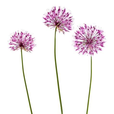 ALLIUM - Flowers We Love - Flower.Style Magazine