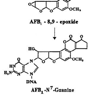 AFB 1 -DNA adduct formation | Download Scientific Diagram