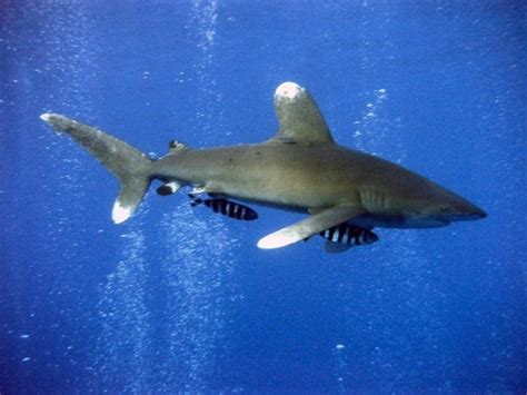 The Oceanic Whitetip Shark Species Is Inching Closer to Extinction