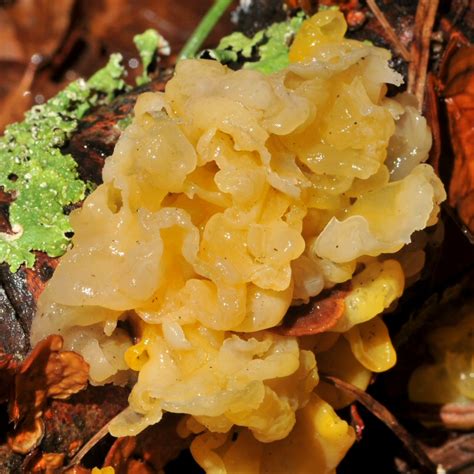 "Gelatinous blob" of jelly fungus (Tremelliales) - probabl… | Flickr