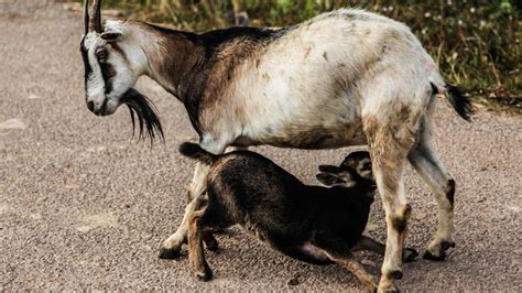 Goat Hoof Care, Foot Rot Prevention, and Trimming | Farming Base