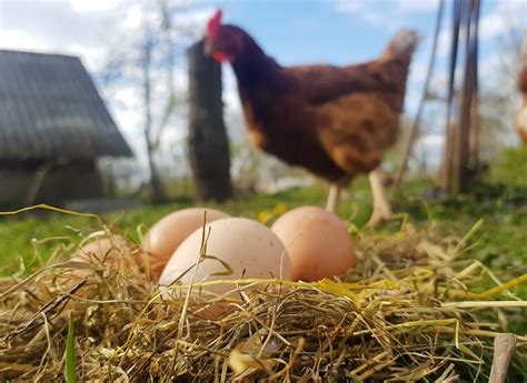 Do Roosters Lay Eggs? All You Need To Know | Chickens And More