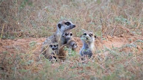 Volunteer with Meerkats | Exclusive 24 | Conservation Safari